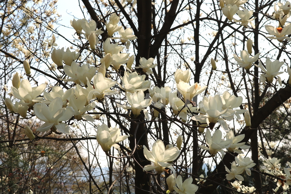 목련,꽃,목련꽃,나무,식물,흰꽃,봄,자연,식물,자연,plants,nature,꽃,flower,나무,trees,wood