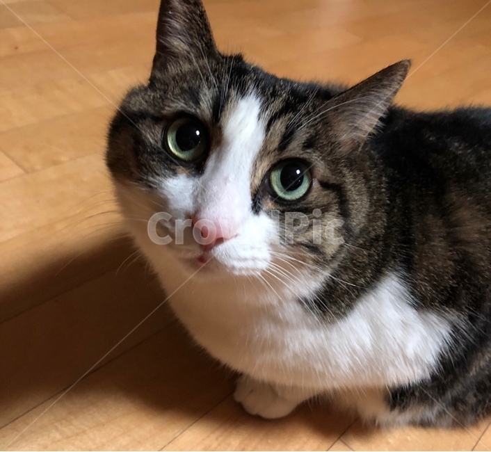 고양이,집고양이,cat,koreancat,코숏,동물,animal,포유류,mammal,고양이,cat,kitten,kitty