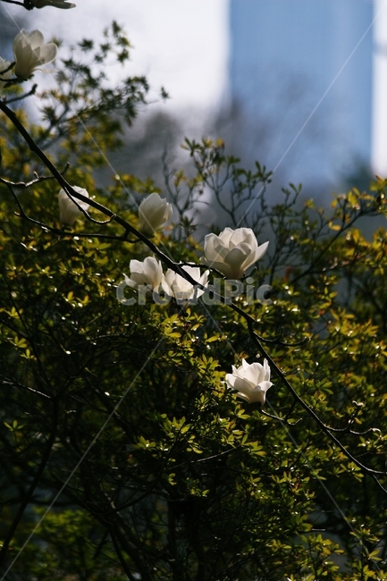 flower,blossom,plant,식물,꽃