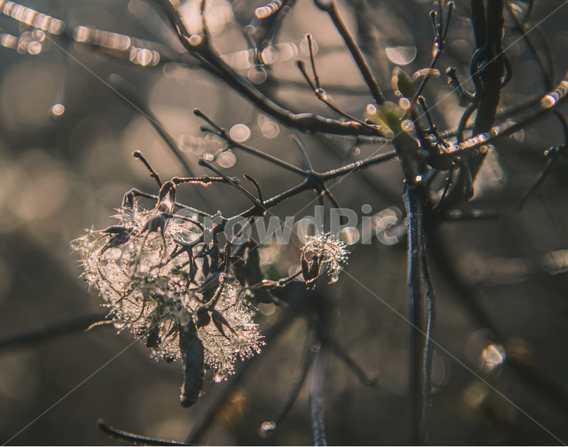 꽃,봄,식물,야생화,봄꽃,plant,이슬