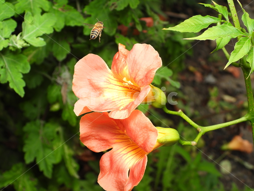 해당화,꽃,꽃잎,녹색,자연,식물,벌,꿀벌,곤충,식물,자연,plants,nature,꽃,flower