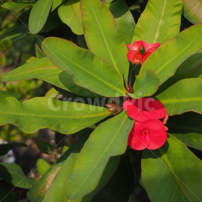 보색,꽃,빨강,가을,햇살,day,부드러움,자연,꽃잎,야외,일상,nature,색감,emotion,daily,sensible,feeling,healing,snap,스냅,landscape,감성사진,식물,자연,plants,nature,꽃,flower