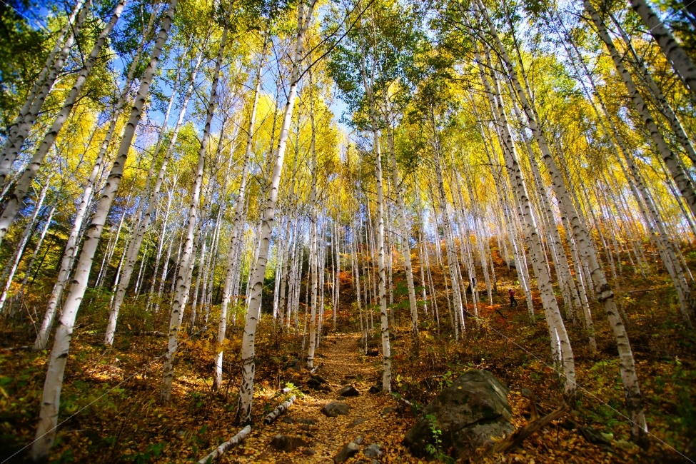 강원도,원정리,자작나무,군락지,노랑색,가을,푸른하늘,자연,풍경,nature,landscape,가을,계절,fall,autumn,season,plant,식물
