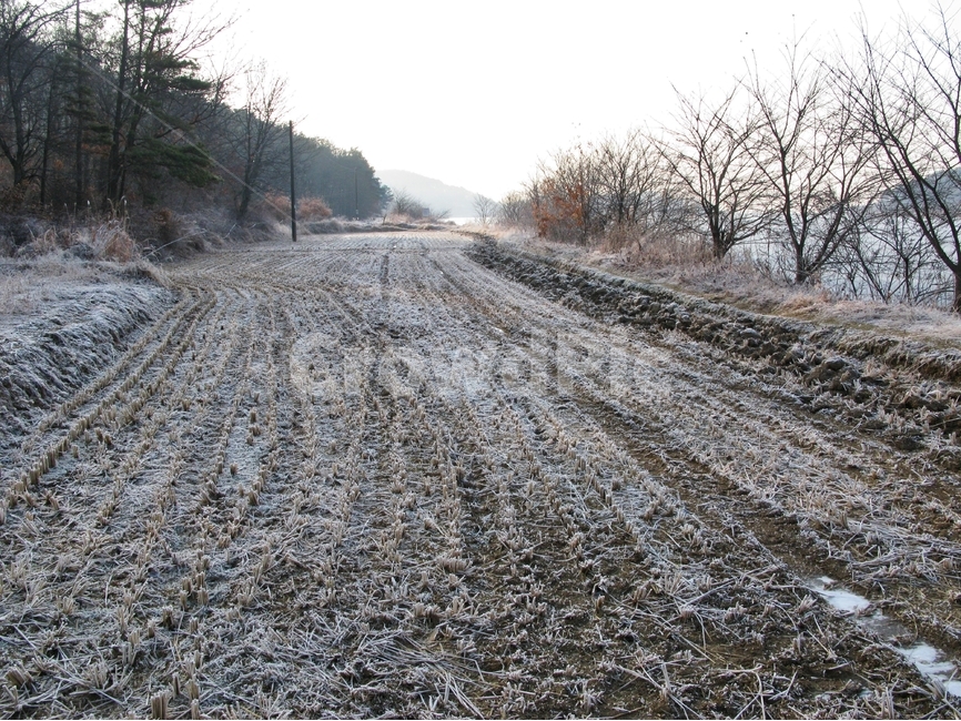 겨울,감성,겨울논,논,논길,겨울,계절,winter,season,자연,풍경,nature,landscape,dirt road,흙길,road,도로,gravel,자갈,ground,바닥
