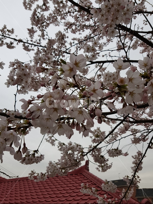 벚꽃,봄,하늘,흰꽃,공원,야외,개화,spring,outdoor,flowers,cherryblossoms