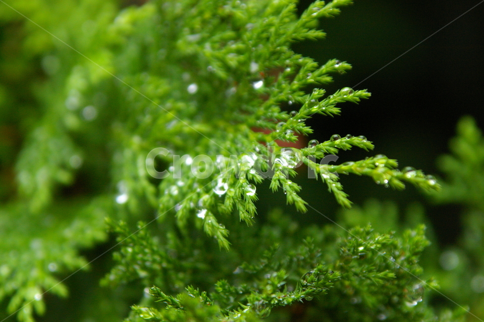 흐린날,비,rain,rainy,나뭇잎,빗방물,물방울,plant,식물,tree,나무,moss,감성사진,식물,자연,plants,nature