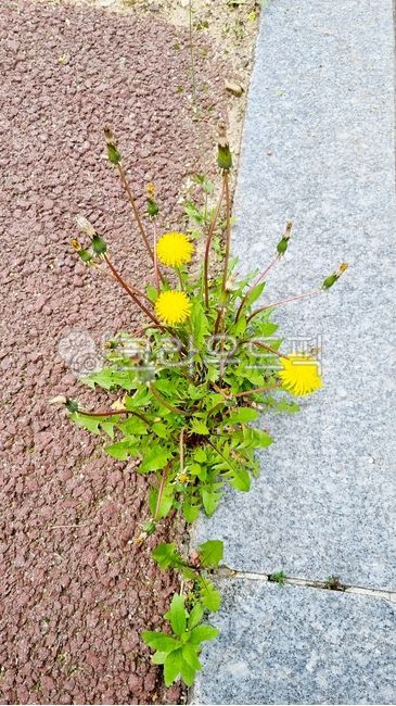dandelionflower,dandelion flower,dandelion,flower