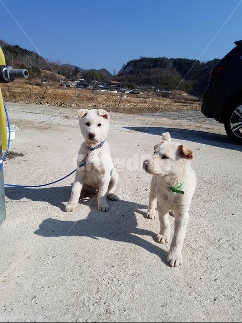 개,강아지,dog,animal,puppy,동물,animal,포유류,mammal,개,강아지,dog,doggy