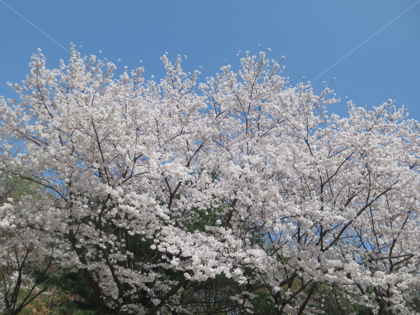 봄,계절,나들이,봄꽃,따뜻한,자연,배경,백그라운드,시즌,개화,감성,풍경,친환경,background,springseason,만개,산책,공원,맑은,푸른,하늘,sensiblefeeling,나무,nature,plants,wood,plant,식물,blossom,flower,꽃,흰꽃,cherryblossom,하얀꽃,벚꽃,산