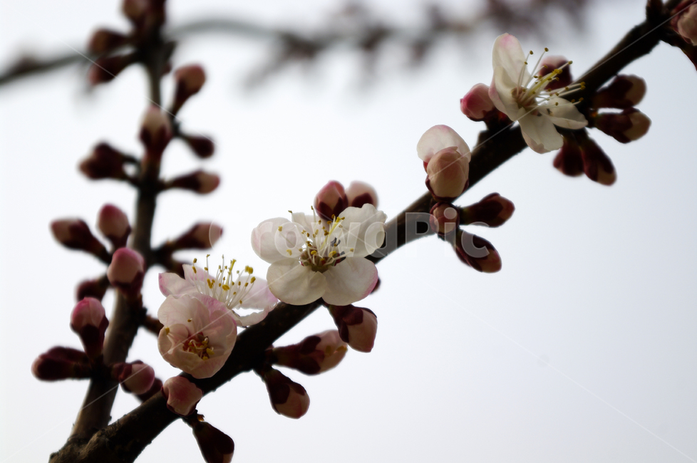 식물,plant,자연,nature,꽃,flower,매화,봄,spring,계절,식물,자연,plants,nature,꽃,flower