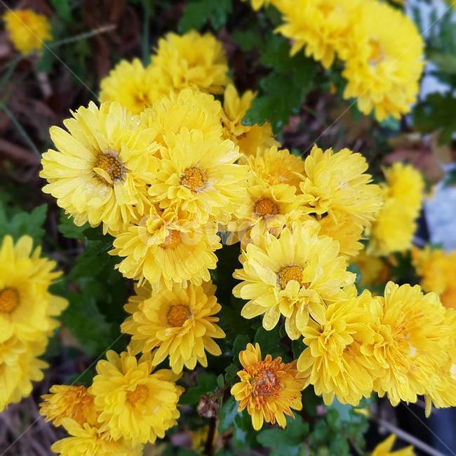 민들레,꽃,풍경,자연,노란색,background,yellow,flower,spring