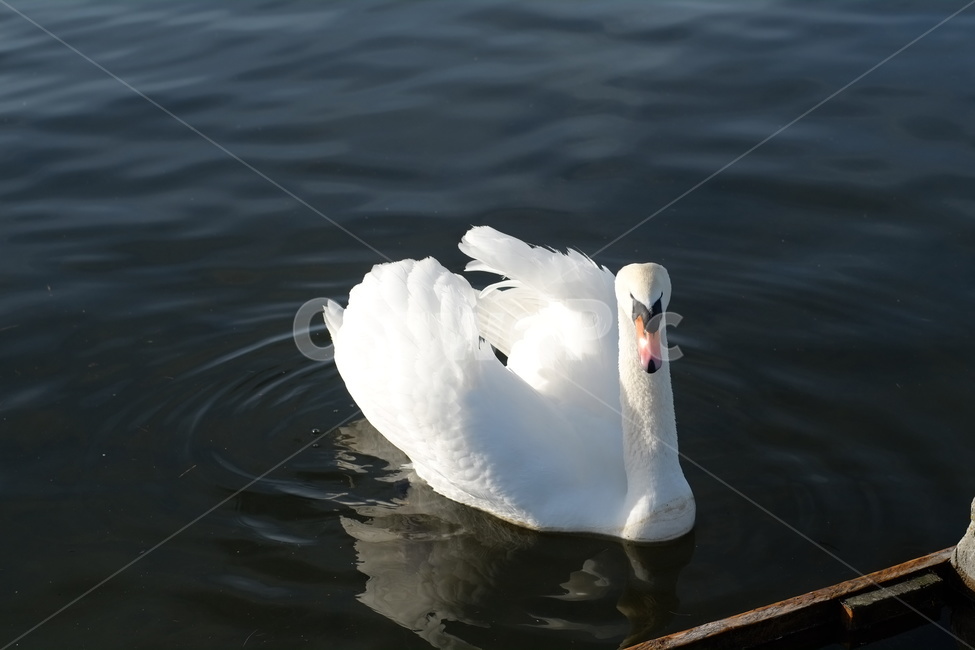 백조,swan,호수,동물,독일,동물,animal,조류,새,birds