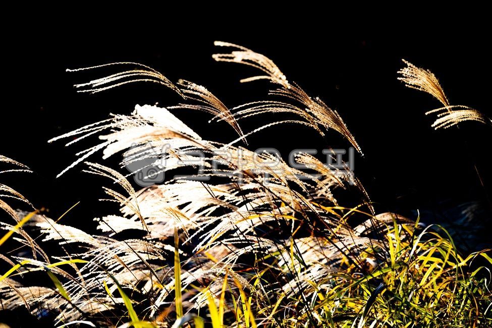 Silver grass,background,silver grass,Silver grass flower