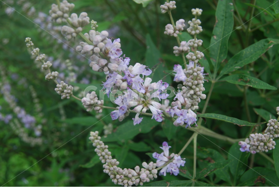 칠선계곡,들꽃,봄,자연,휴양림,식물,자연,plants,nature,꽃,flower