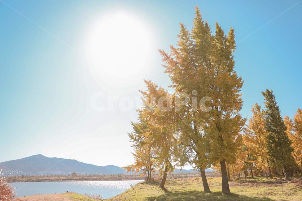 나무,은행나무,낙엽,다산은행나무숲,가을,푸른하늘,ginkgo,tree,fall,bluesky,감성사진,plant,treetrunk,나무줄기,가을,계절,fall,autumn,season,자연,풍경,nature,landscape,식물,plants,나무,trees,wood