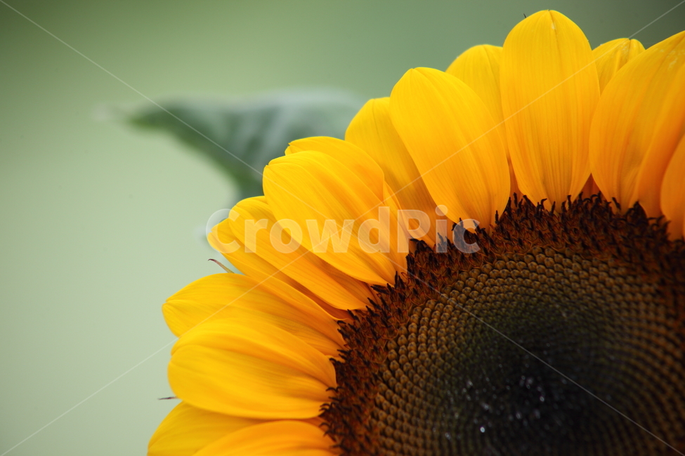 해바라기,꽃,식물,향일화,sunflower