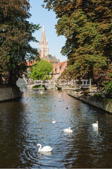 Brussels,old,world cultural heritage,Middle Ages,water,building,beautiful,Cultural Heritage,Belgium,spire,Swan,unesco,bird,animal,canal,europe,tower