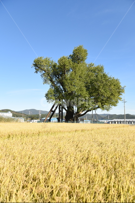 은행나무,구량리,노거수,tree,나무,plant,식물,nature,울산,보호수,식물,자연,plants,nature,나무,trees,wood