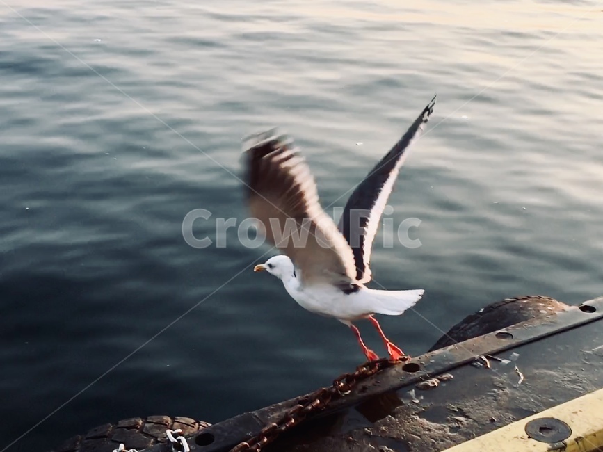 갈매기,바다,주문진,활공,항구,자유,시작,날개,바다갈매기,동해바다,동물,animal,조류,새,birds