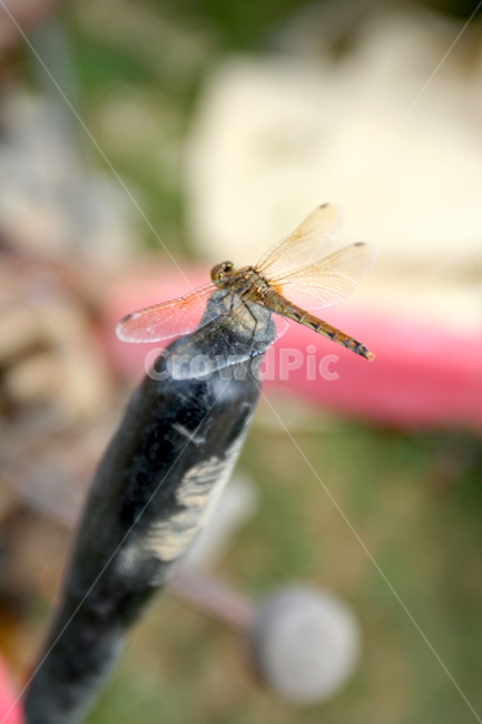 dragonfly,Dragonfly,red dragonfly,Korean dragonfly,bug,insect collection,insect,insect dragonfly,native dragonfly