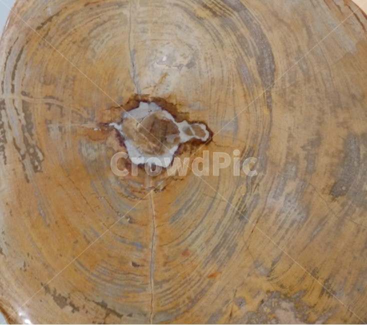 나무화석,petrifiedwood,화석,규화목,석화목