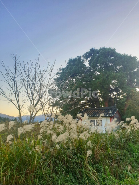 plant,식물,outdoors,옥외,nature,자연,억새