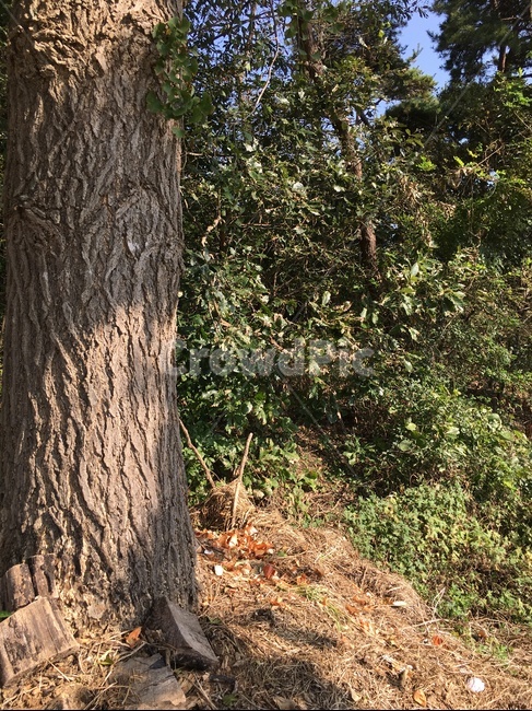 tree,나무,plant,식물,treetrunk,나무줄기