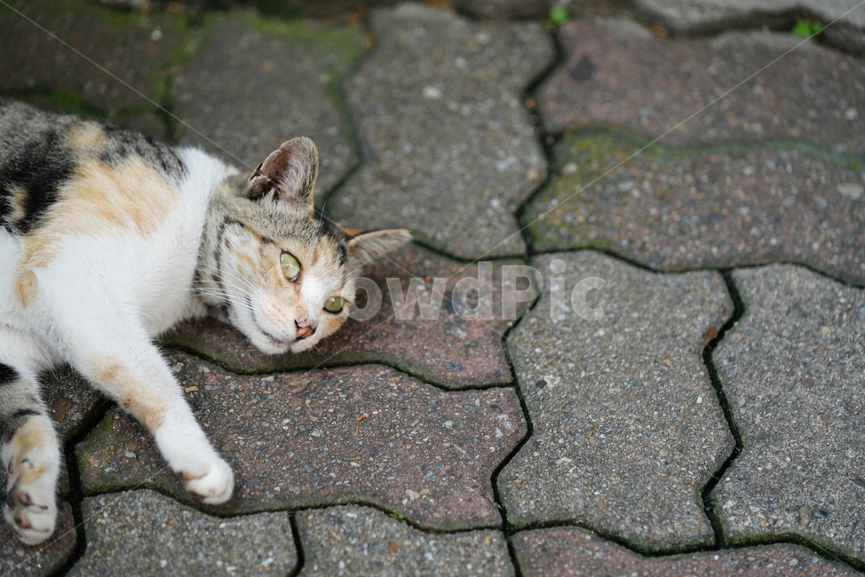 cat,고양이,동물,생물,생명,포유류,거리,animal,동물,animal,포유류,mammal,고양이,cat,kitten,kitty