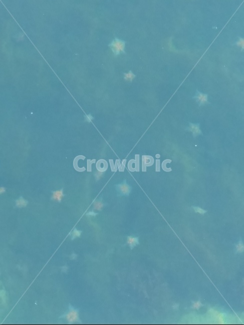 바다,바닷속,에메랄드,민트,불가사리,sea,underthesea,starfish