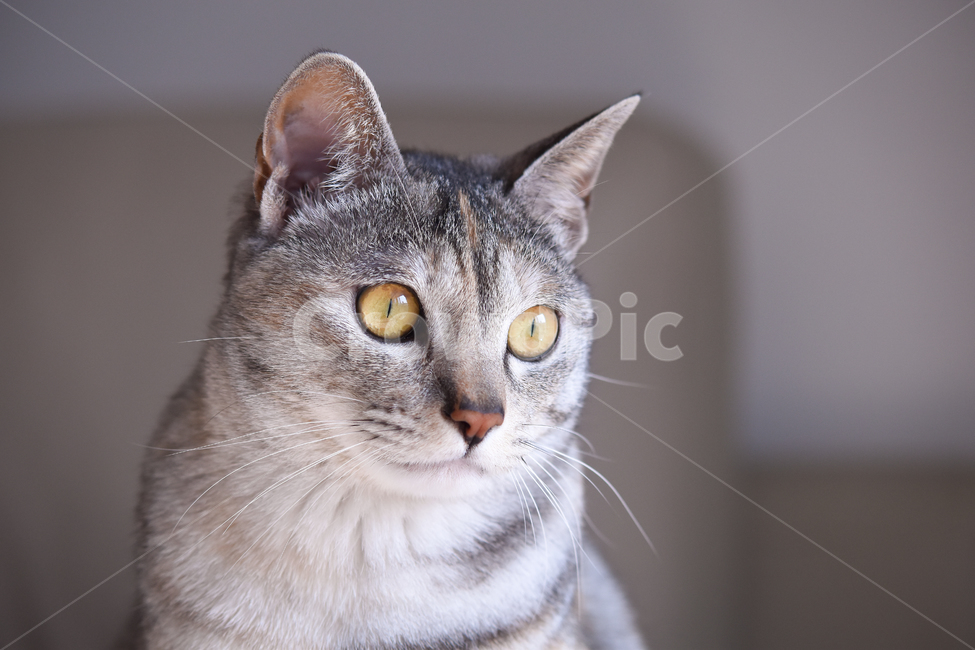 	고양이,냥,냥이,귀여움,반려동물,반려묘,집사,냐옹,괭,새끼,아기,동물,귀요미,코리안숏헤어,아메리칸숏헤어,아깽이,성묘,애완동물,CAT,ANIMALS,ANIMAL,PET,KITTEN,BABYCUTE,냥이사진,고양이사진,얼굴,클로즈업,감정,시선,동물,animal,포유류,mammal,고양이,cat,kitten,kitty