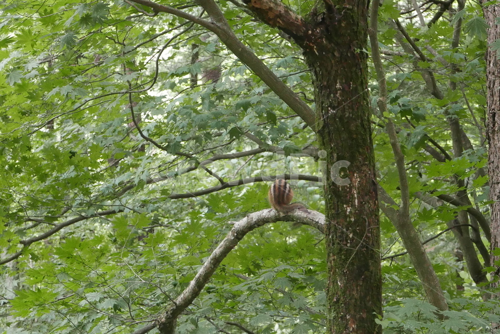 다람쥐,설치류,나무,squirrel,rodents,tree