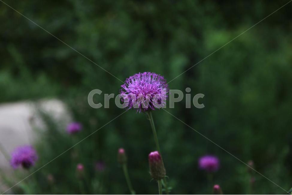 식물,꽃,식물원,화초,자연,식물,자연,plants,nature,꽃,flower