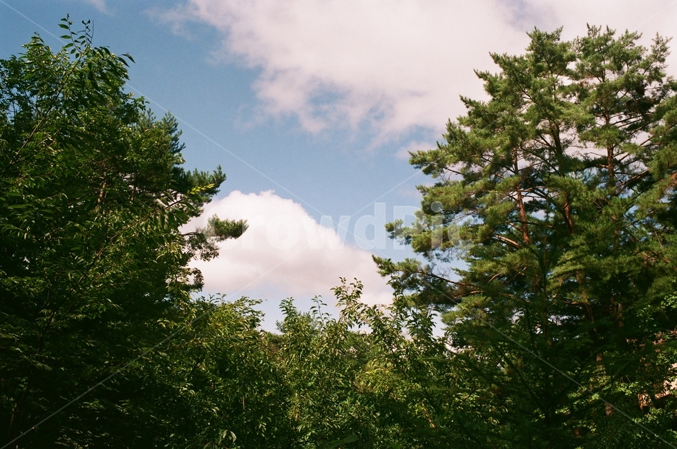 구름,나무,하늘,뭉게뭉게,감성,자연,풍경,nature,landscape,tree,plant,식물,fir,전나무