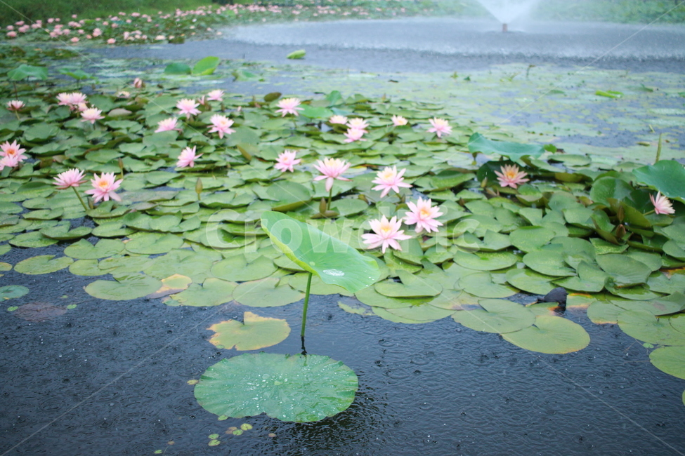 우중출사,장마,비방울,수련,물방울,반동,진동,식물,자연,plants,nature,꽃,flower,비,비오는날,rain,rainy