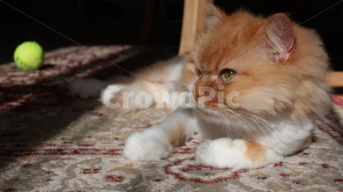 고양이,페르시안,치즈고양이,노란고양이,cat,귀여운,자연,동물,애완동물,반려동물,포유류,animal,kitty,kitten,mammal,동물,animal,포유류,mammal,고양이,cat,kitten,kitty