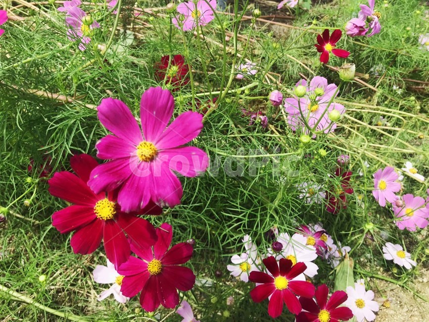 가을,코스모스,꽃,야생화,자연,식물,풀,계절,season,plant,flower,blossom,fall,식물,자연,plants,nature,꽃,flower
