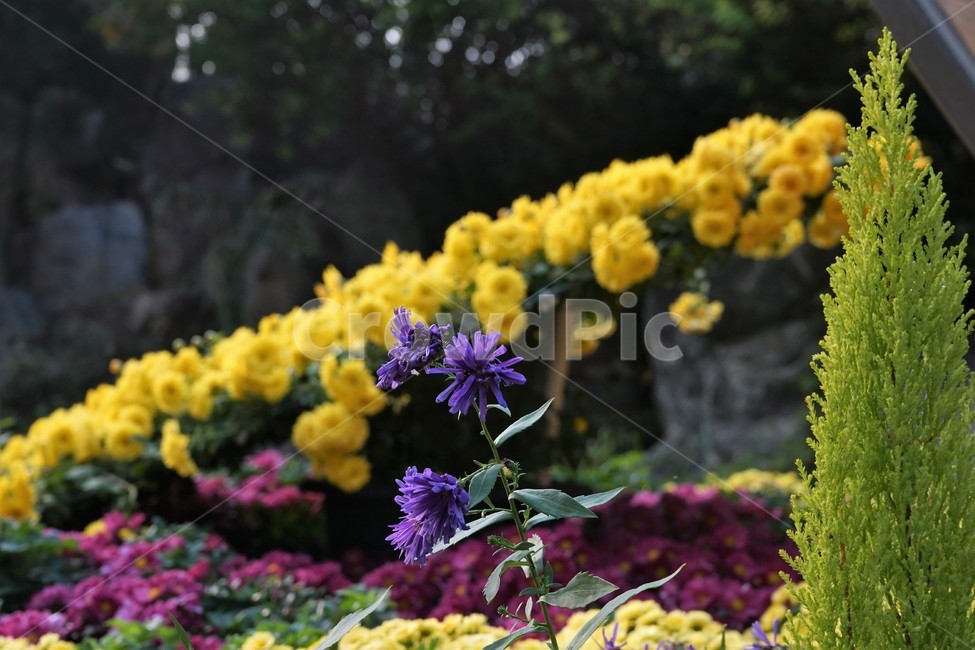 nature,가을,국화,노랑,우아함,향기,식물,꽃,autumn,fall,yellowelegance,smell,chrysanthemum,bloom,beautiful,plant,flower,계절,season,yellow,floral,nobility,고귀함,가을대표,식물,자연,plants,nature,꽃,flower