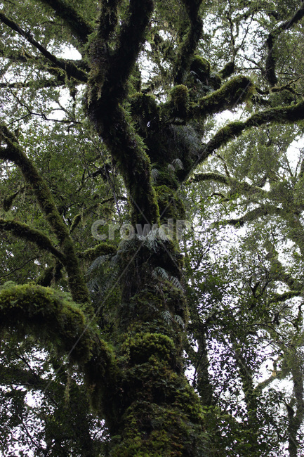 tree,나무,plant,식물,vegetation,초목,이끼,정글,jungle,삼림지,rainforest,forest,숲,자연,nature,식물,자연,plants,nature