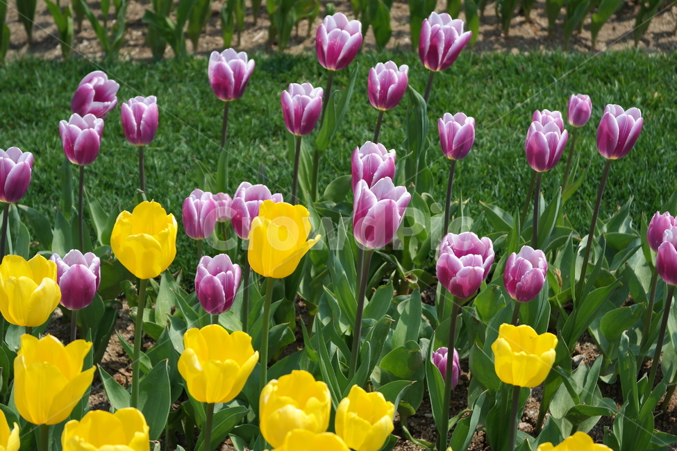 plant,식물,flower,꽃,blossom,튤립