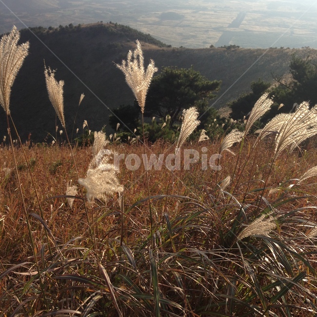 갈대,식물,grass,plant,reed,제주도,가을,가을,계절,fall,autumn,season,제주도,jeju,jeju island,잔디,lawn