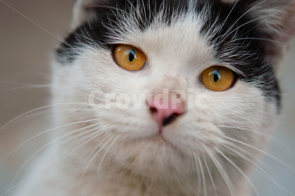 귀여운,수염,털,야생,배경,cute,beard,fur,wild,background,동물,animal,애완동물,pet,mammal,포유류,cat,고양이,동물,animal,포유류,mammal,고양이,cat,kitten,kitty