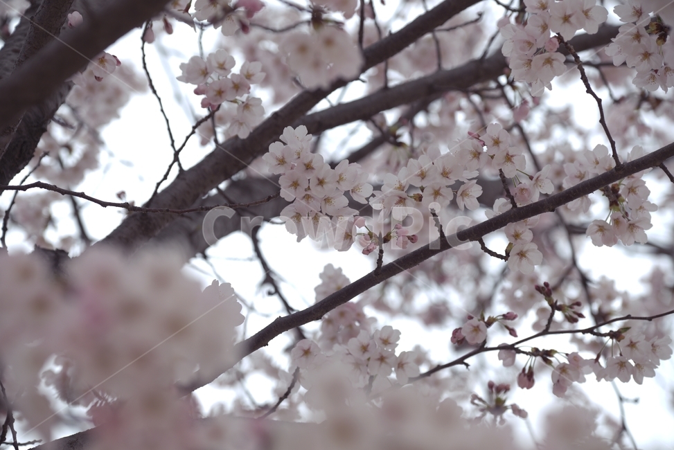 벚꽃,나무,봄꽃,꽃,핑크,봄,계절,spring,season,식물,자연,plants,nature,꽃,flower,plant,blossom,cherry blossom