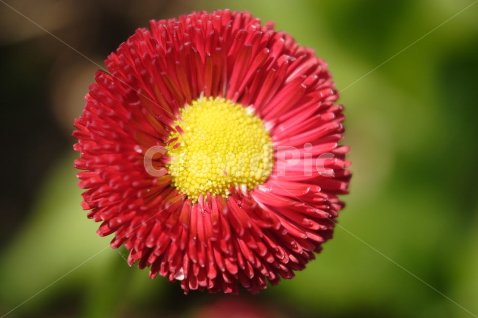 plant,식물,화분,데이지,접사,daisy,명랑,순수한마음