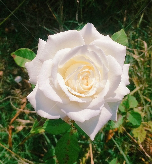꽃,장미,숲,풀,한송이,식물,식물,자연,plants,nature,꽃,flower