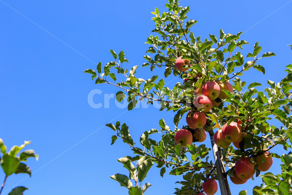 사과,나무,과일나무,사과나무,과수원,과일,농업,수확,식물,자연,plants,nature,과일,열매,fruit