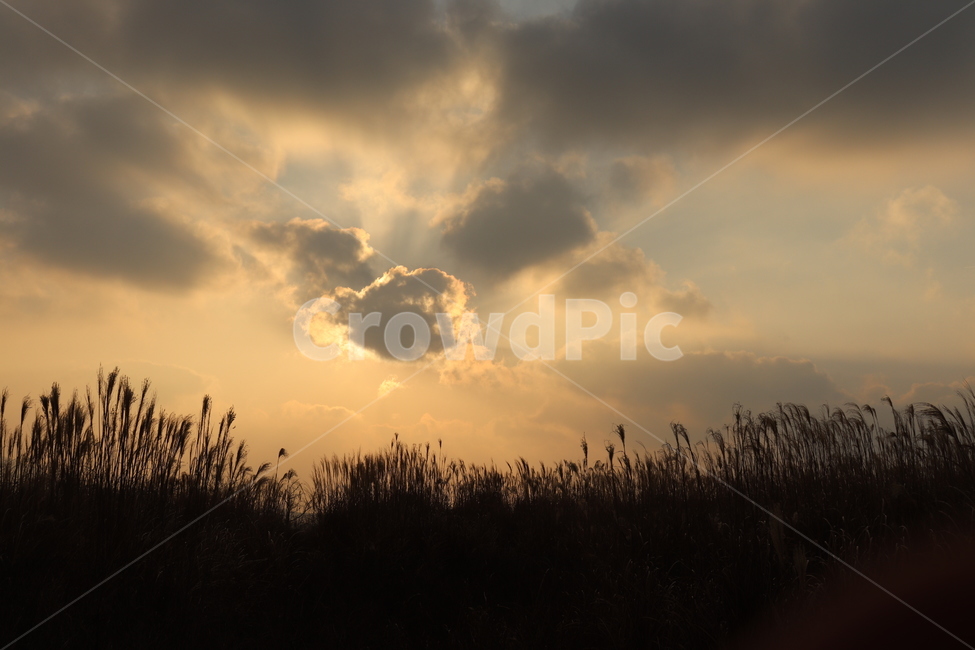오름,구름,해질녘,풍경,갈대,자연,풍경,nature,landscape,sunlight,햇빛,outdoors,옥외