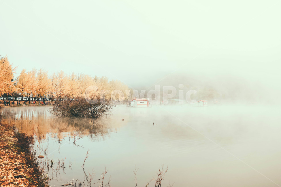 은행나무,물안개,새벽,풍경,가을,nature,자연,outdoors,옥외,가을,계절,fall,autumn,season,자연,풍경,nature,landscape
