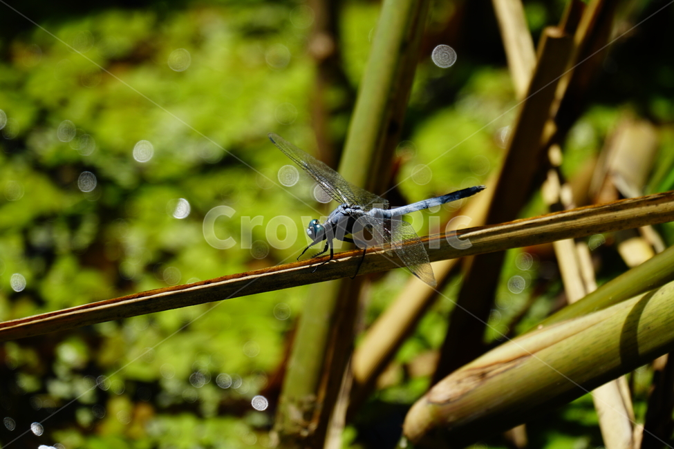 잠자리,연못,곤충,벌레,insect,dragonflies,dragonfly,가을,autumn,fall,9월,september,자연,nature,식물,plants,수풀,동물,animal,곤충,벌레,insect,bug