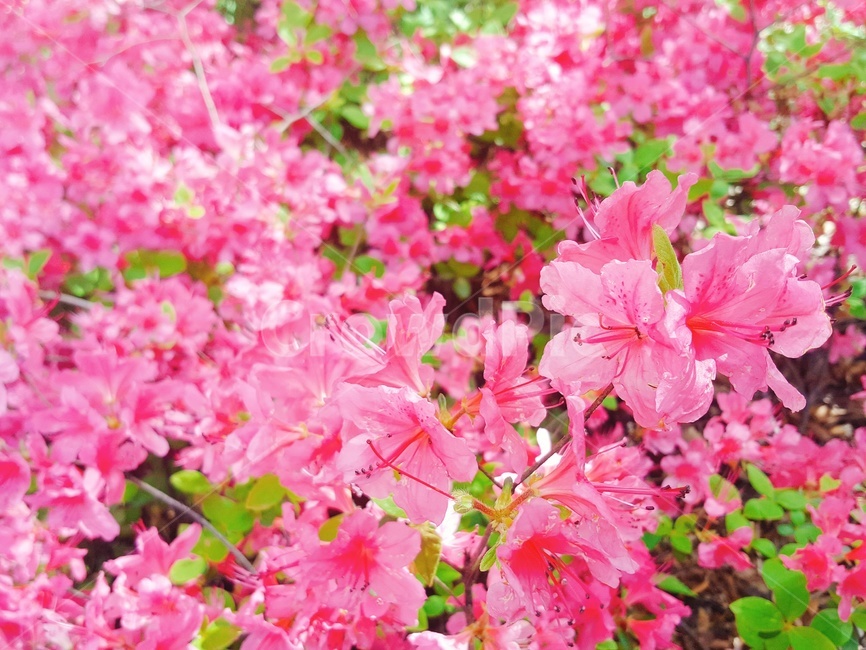 진달래,봄,꽃,꽃분홍,핑크핑크,식물,자연,plants,nature,꽃,flower