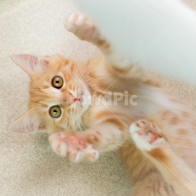 고양이,아기고양이,반려동물,반려묘,애완동물,동물,cat,kitten,동물,animal,포유류,mammal,고양이,cat,kitten,kitty